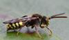 Nomada sp.